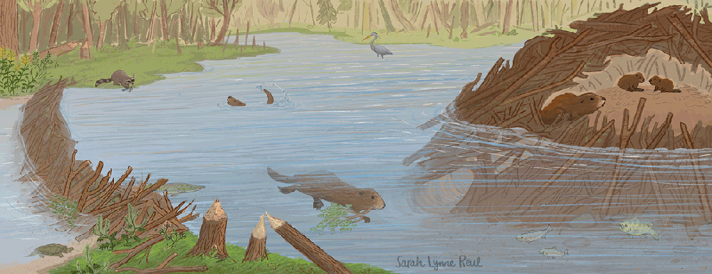 SarahLynneReul_BeaverLodge_slr